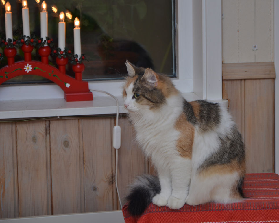 sibirisk katt