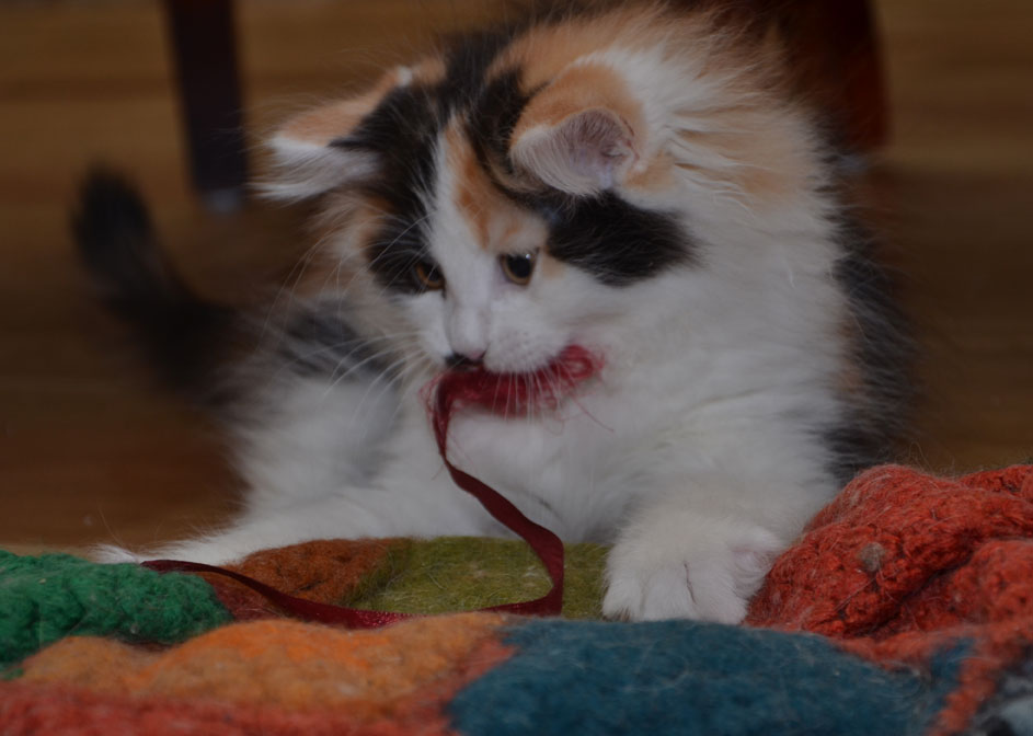 sibirisk katt Isonoe