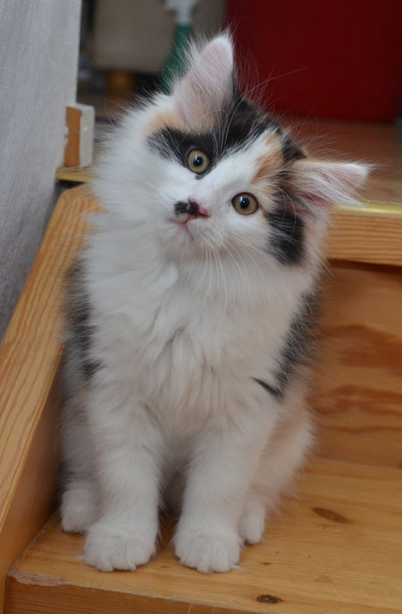 sibirisk kattunge