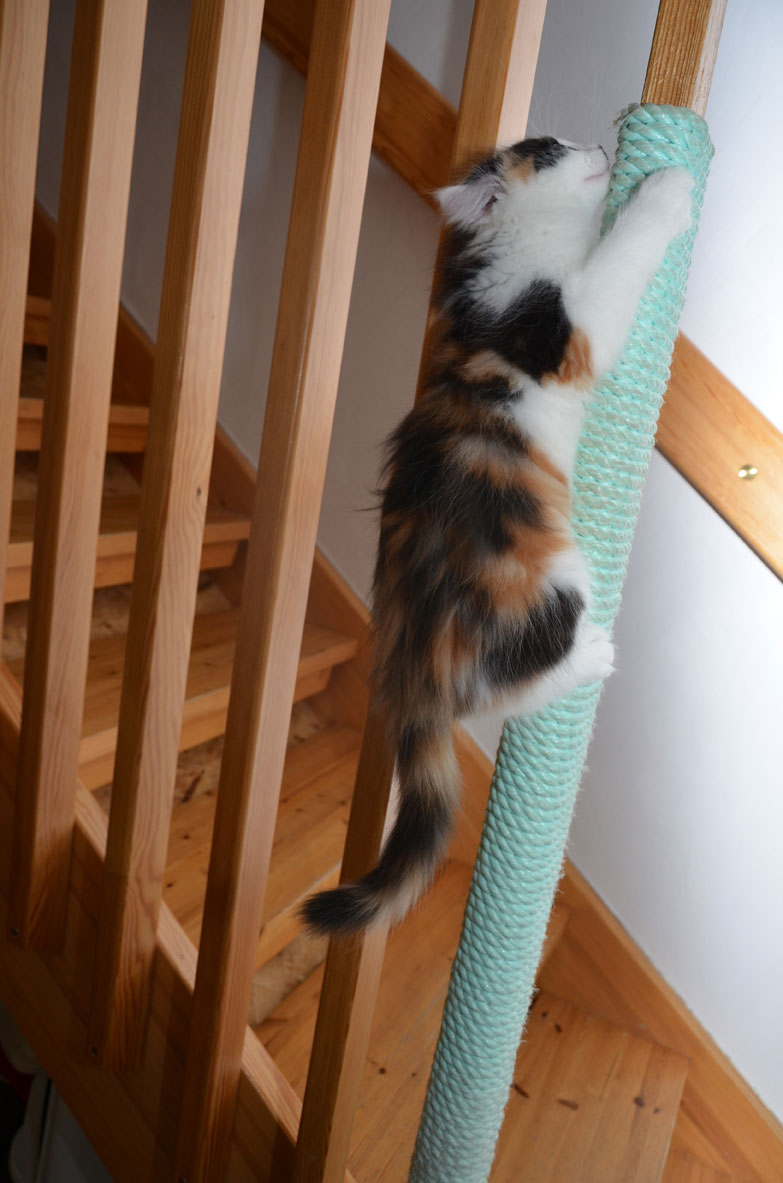 sibirisk katt