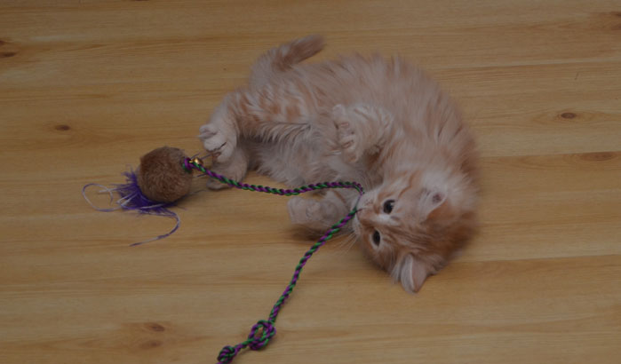 sibirisk katt Ixion
