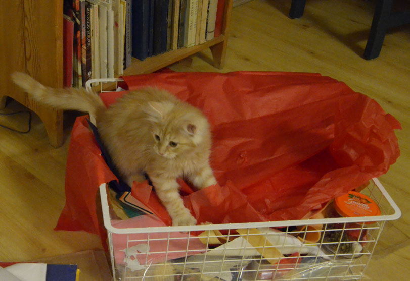sibirisk kattunge