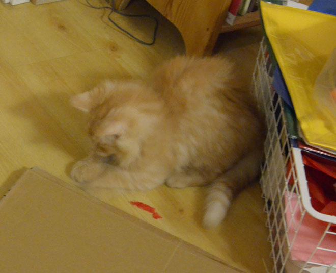 sibirisk kattunge