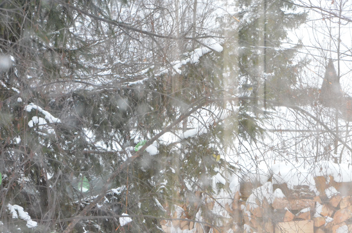 vinter