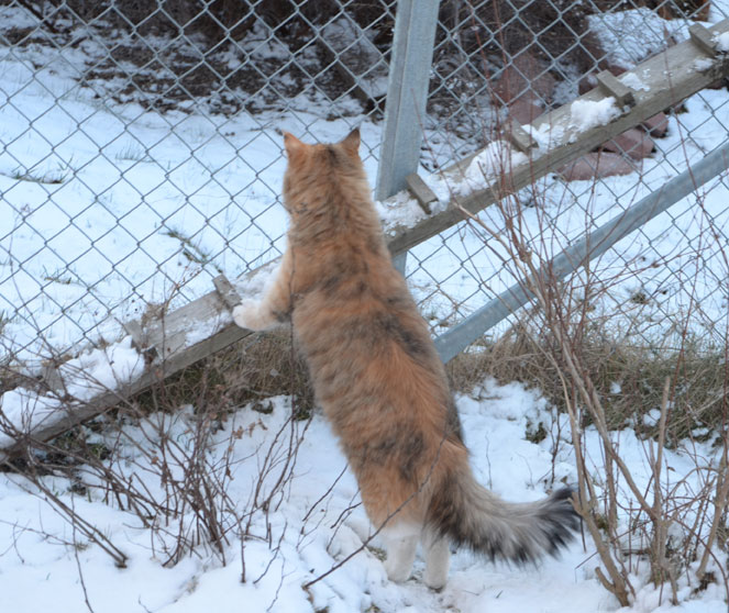sibirisk katt