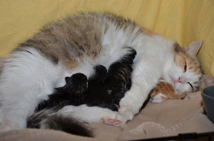 sibirisk kattunge