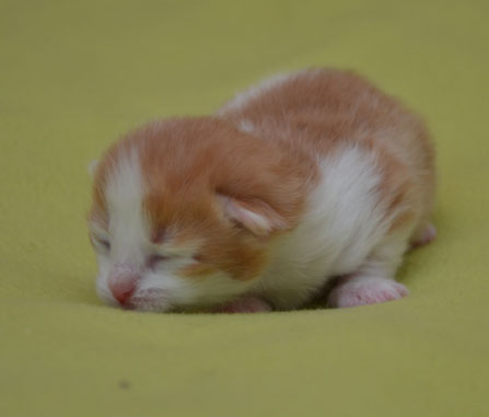sibirisk kattunge