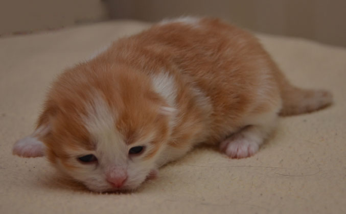 sibirisk kattunge