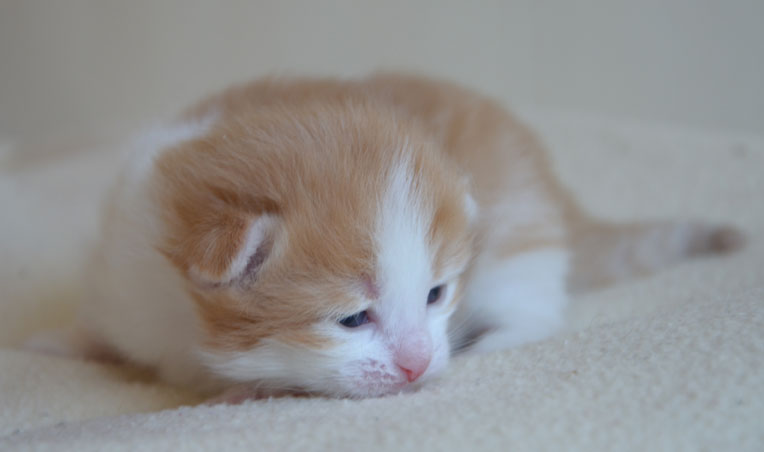 sibirisk kattunge