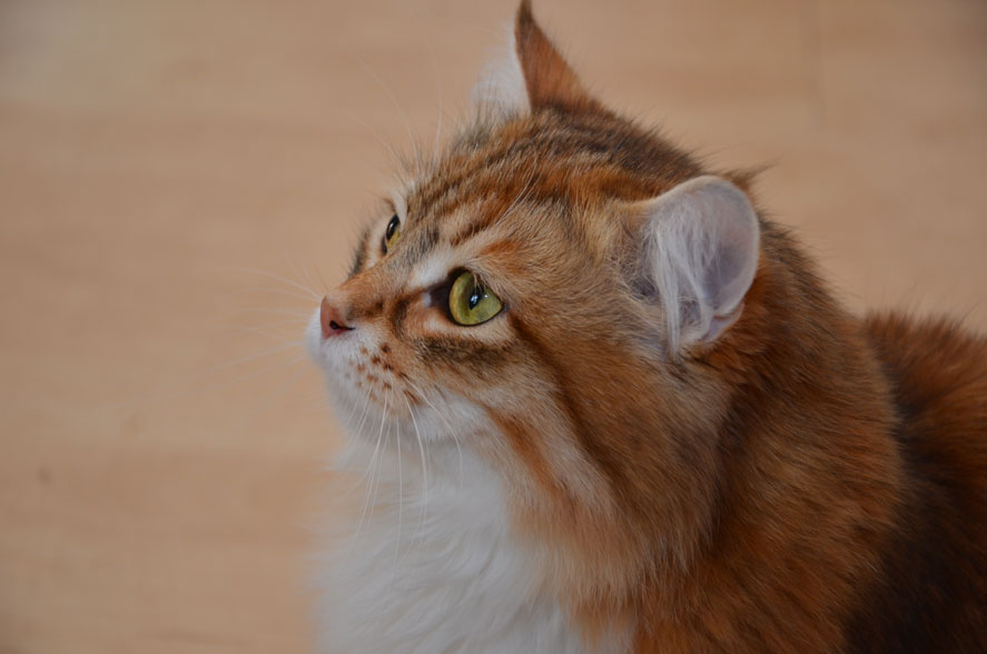 sibirisk katt