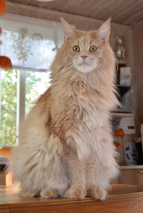 Maine Coon