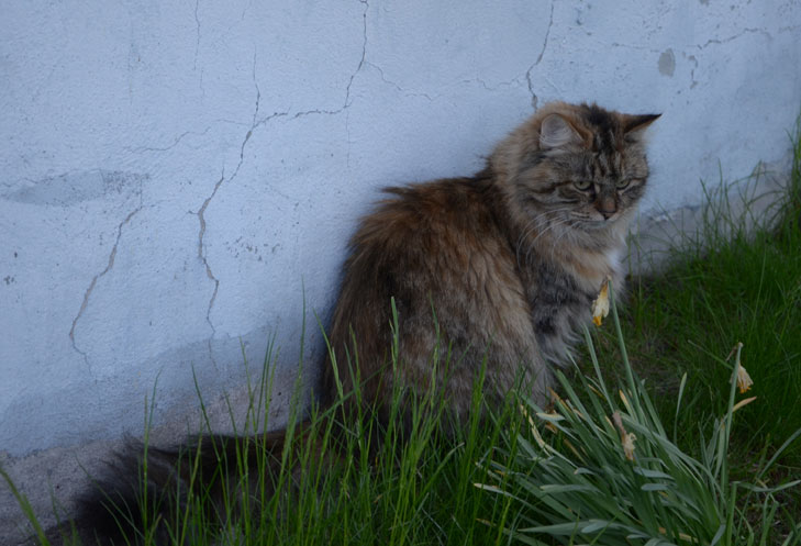 sibirisk katt