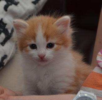 sibirisk kattunge