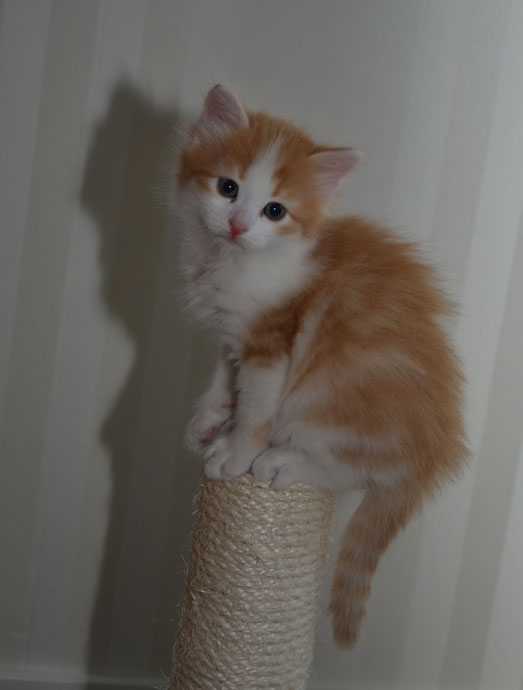 sibirisk kattunge