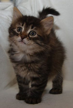 sibirisk kattunge