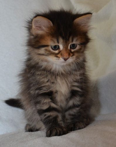 sibirisk kattunge