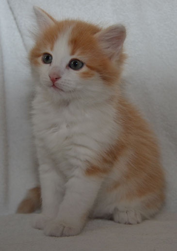 sibirisk katt
