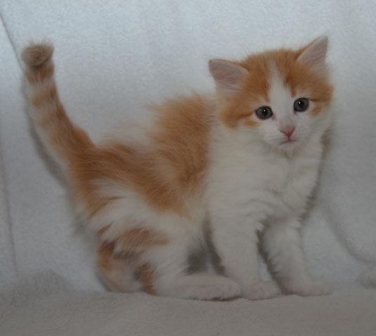 sibirisk kattunge