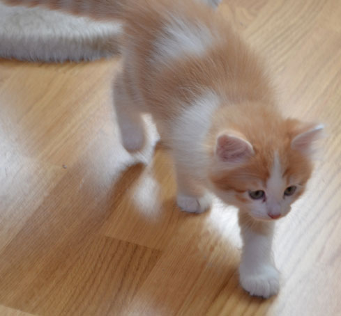 sibirisk kattunge