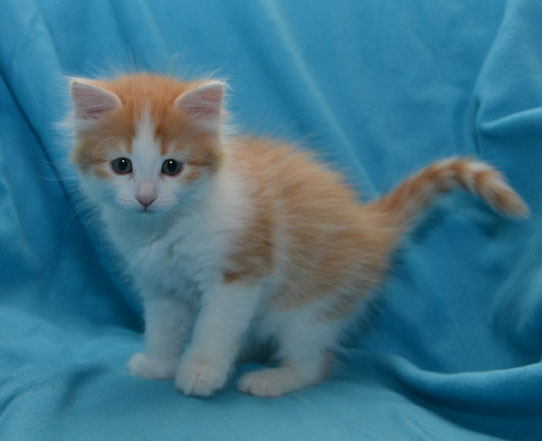 sibirisk kattunge