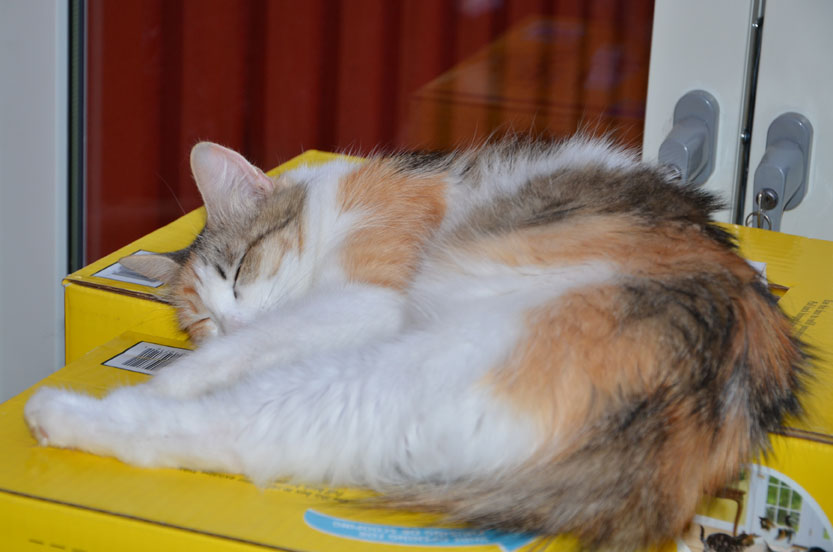 sibirisk katt Colbie