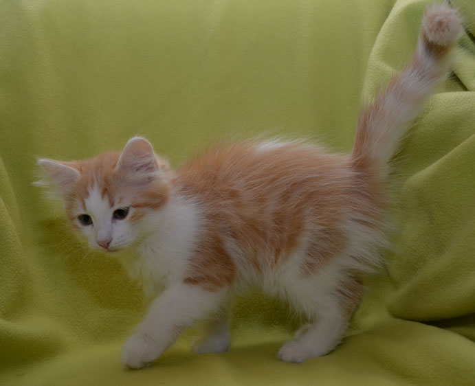 Sibirisk kattunge