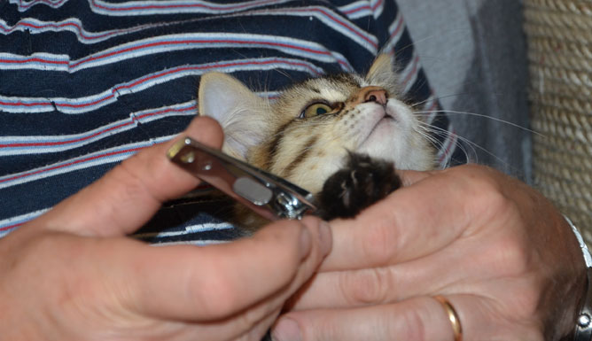 sibirisk kattunge