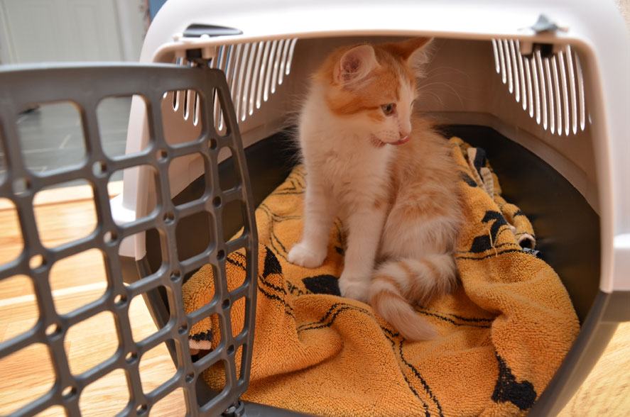 sibirisk kattunge