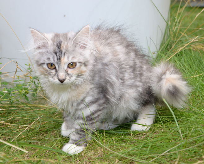sibirisk kattunge