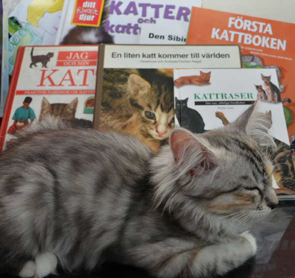 sibirisk katt bland böcker