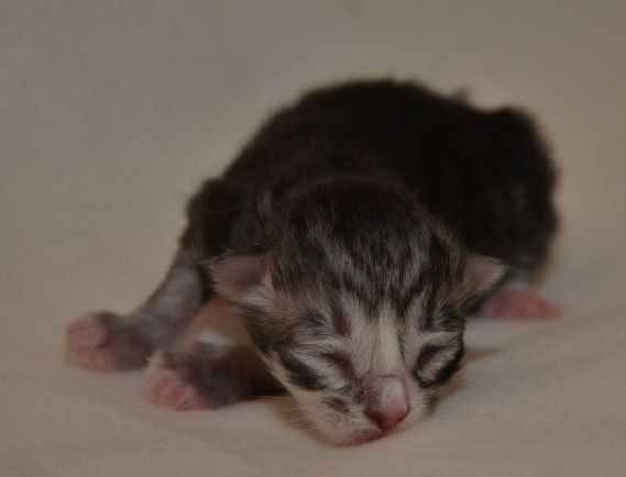sibirisk kattunge