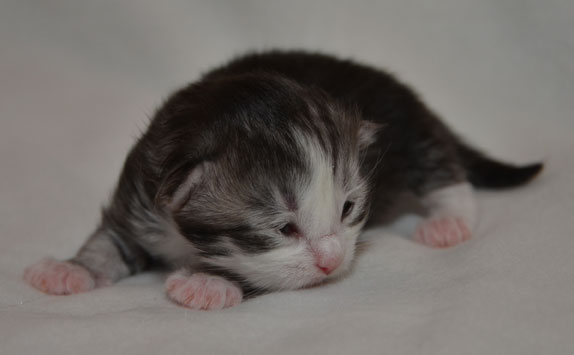 sibirisk kattunge