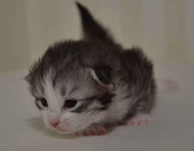 sibirisk kattunge