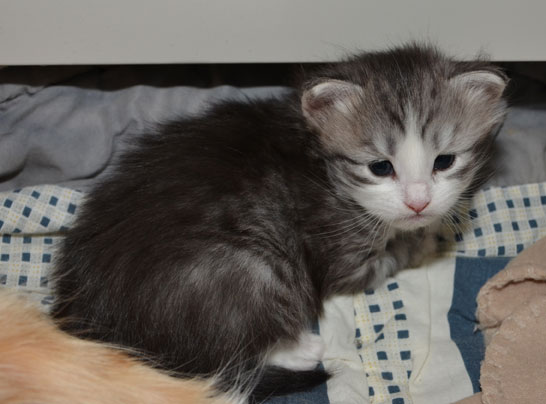 sibirisk katt