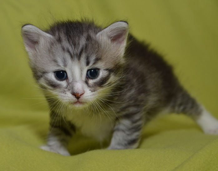 sibirisk katt
