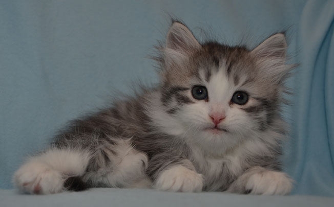 sibirisk kattunge