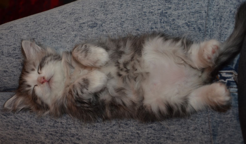 sibirisk kattunge