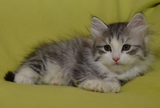 sibirisk kattunge