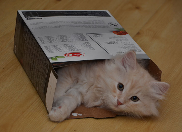 sibirisk kattunge Leo