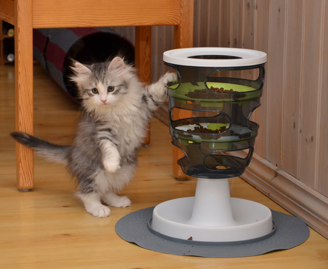 sibirisk katt Luna