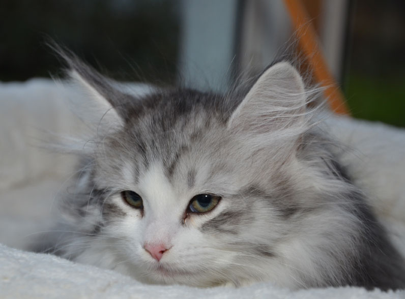 sibirisk kattunge
