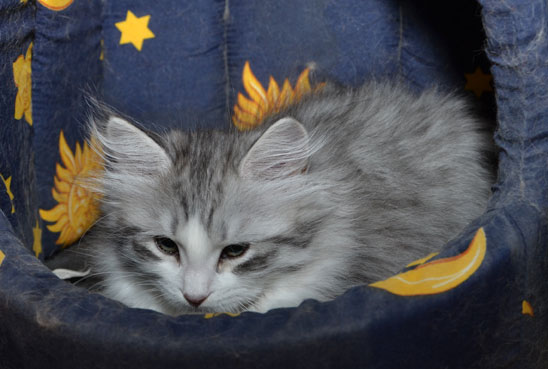 sibirisk kattunge