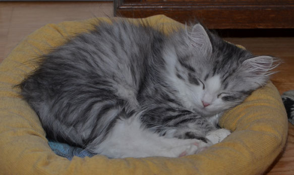 sibirisk kattunge