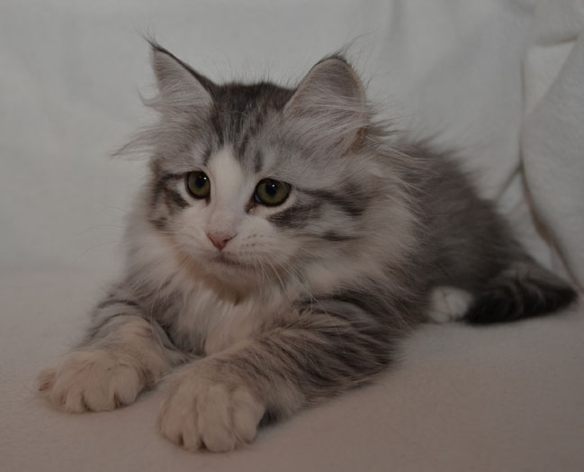 sibirisk kattung