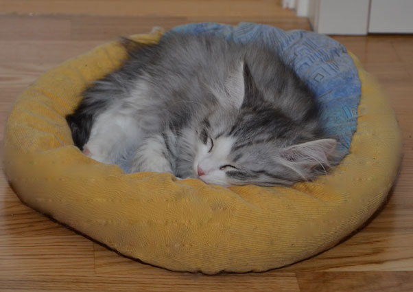 sibirisk kattunge