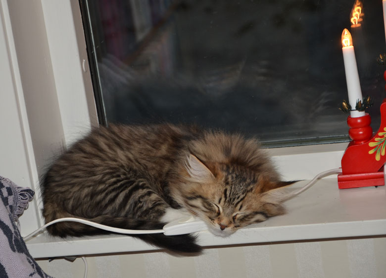sibirisk kattunge