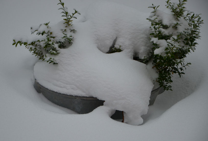 snö