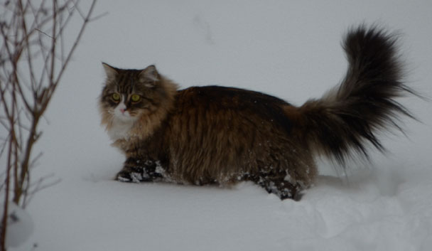 sibirisk katt