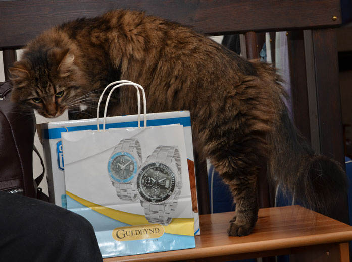 sibirisk katt Gosha