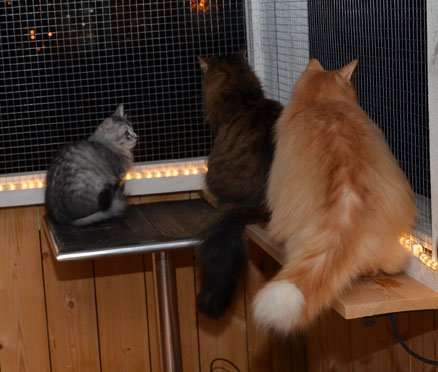 sibirisk katt Leonis Indus och Gosha
